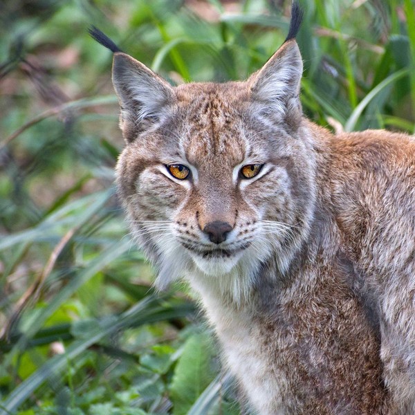 LES FELINS 3