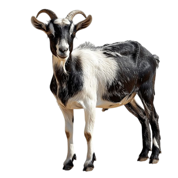 VACHE VEAU MOUTON...