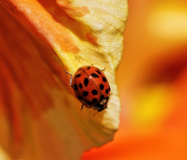 COCCINELLE