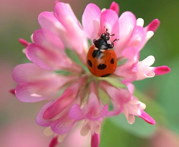 COCCINELLE