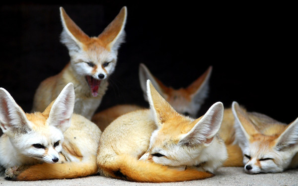 FENNECS