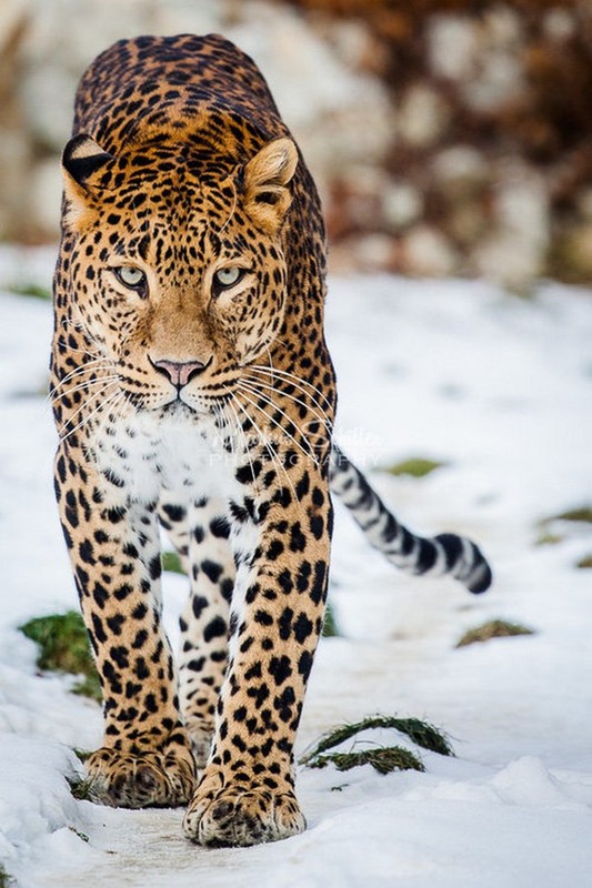 LEOPARD