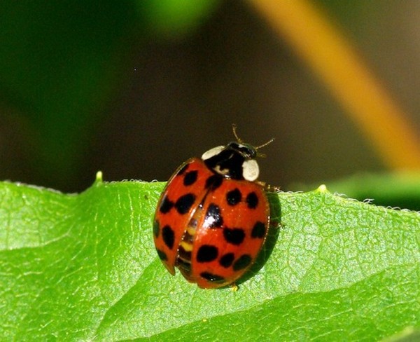 COCCINELLE