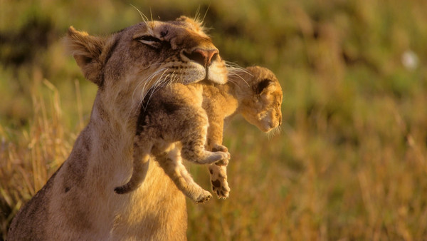 LIONNE ET SON PETIT