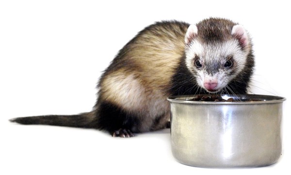 FURET