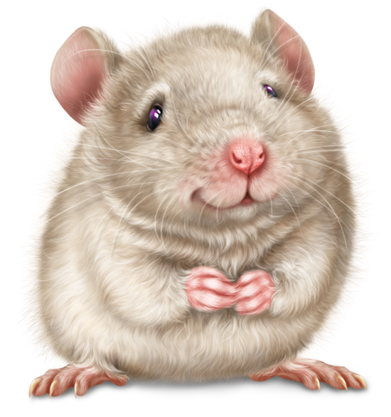 SOURIS RAT HAMSTER... 2