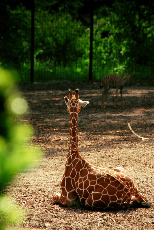 GIRAFE