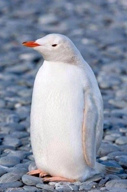 PINGOUIN