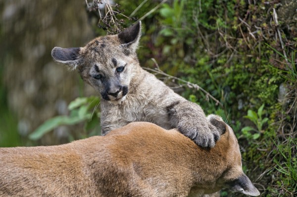 PUMAS