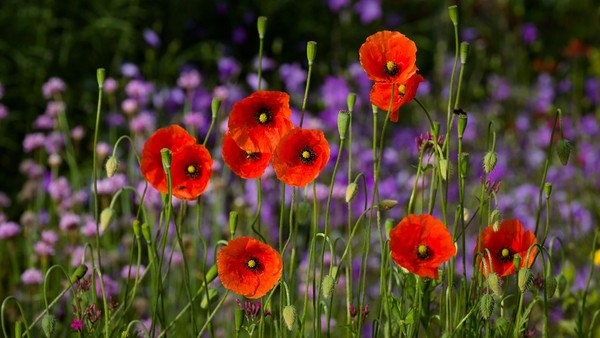 COQUELICOTS