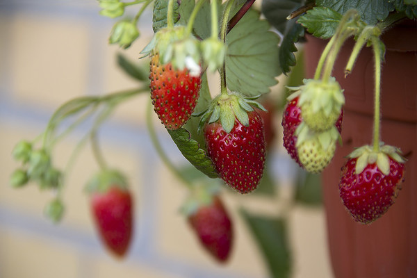 LES FRAISES