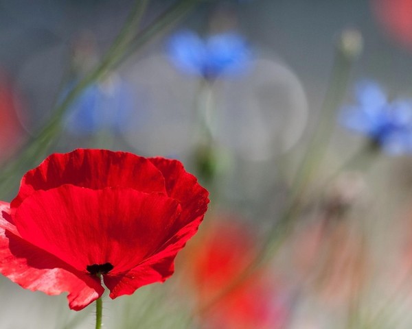 COQUELICOTS