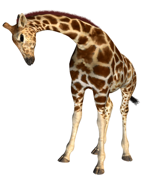 GIRAFE