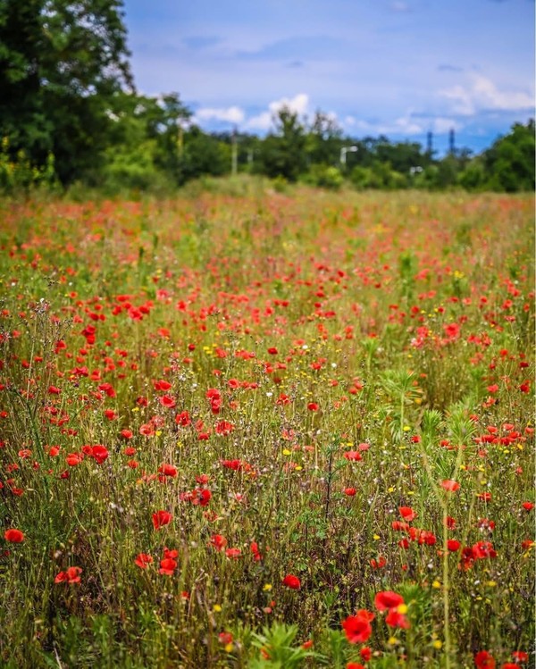 COQUELICOTS 2