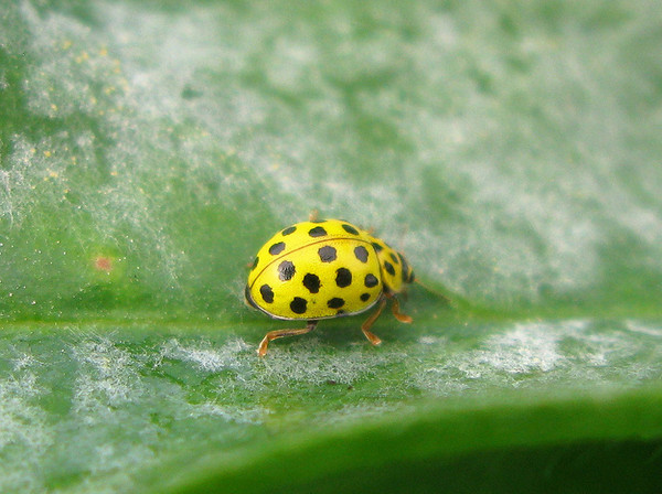 COCCINELLE 2