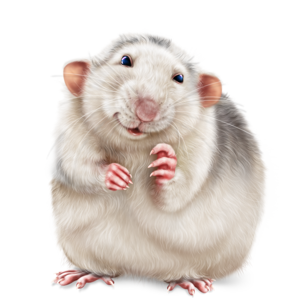 SOURIS RAT HAMSTER... 2