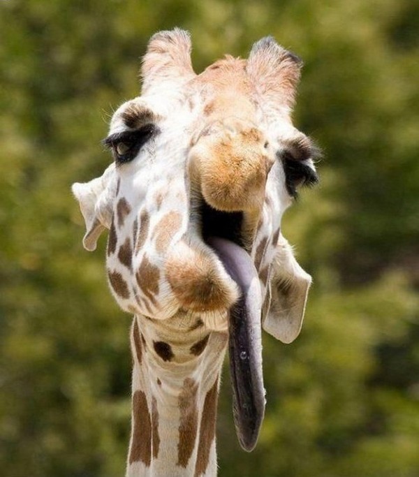 GIRAFE