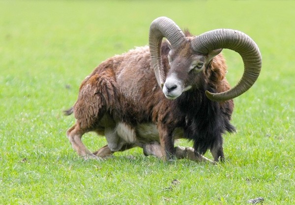 MOUFLON