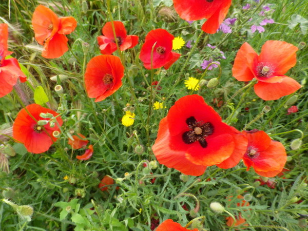 COQUELICOTS