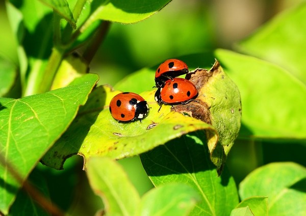 COCCINELLES