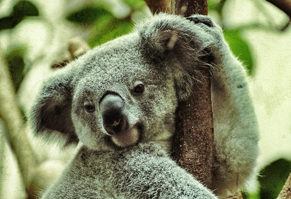 KOALA