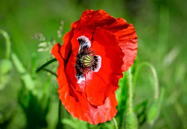 COQUELICOTS 2
