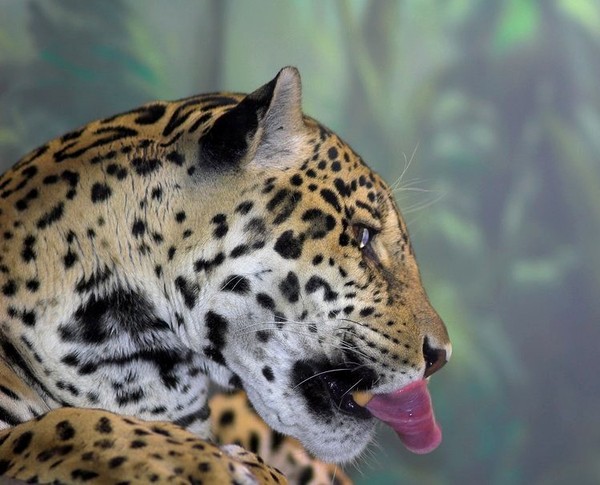 JAGUAR