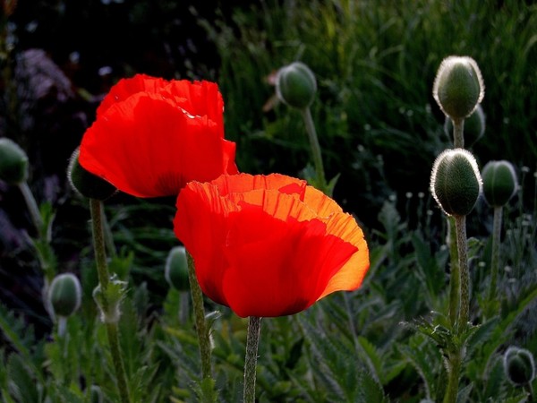 COQUELICOTS