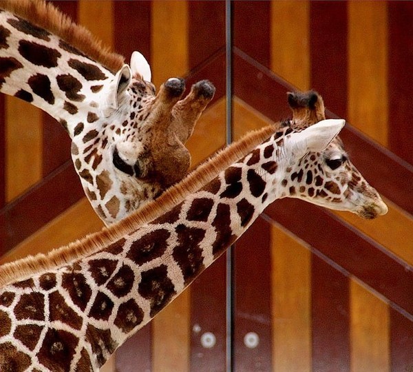 GIRAFES