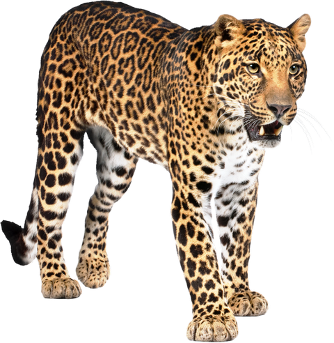 LEOPARD