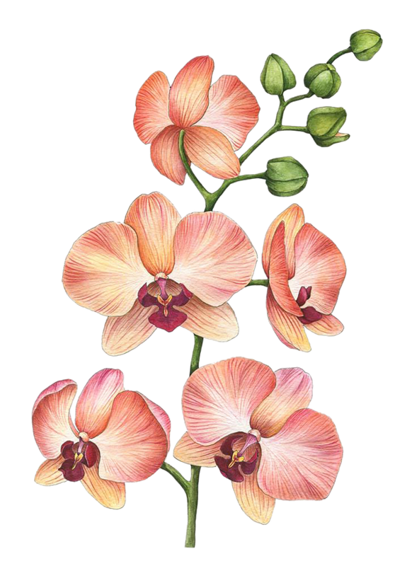 FLEURS 5