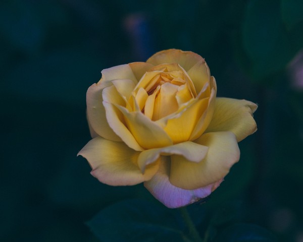 ROSE 2