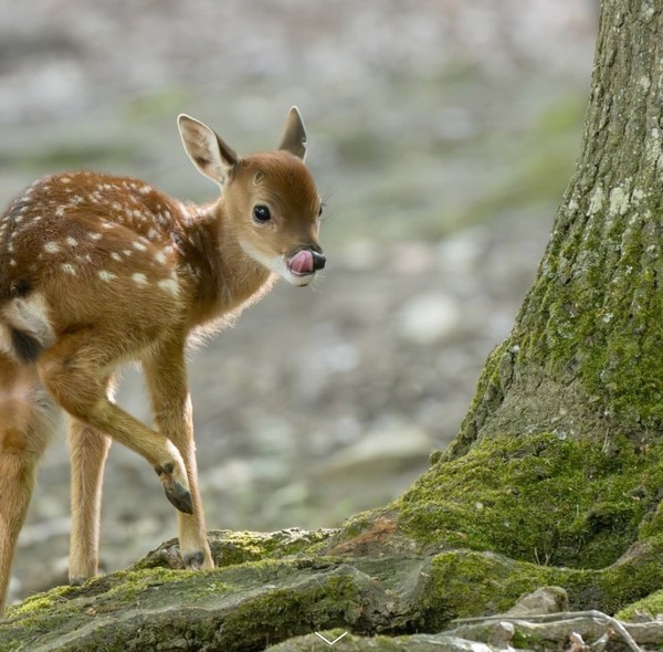 CERFS BICHES FAONS...
