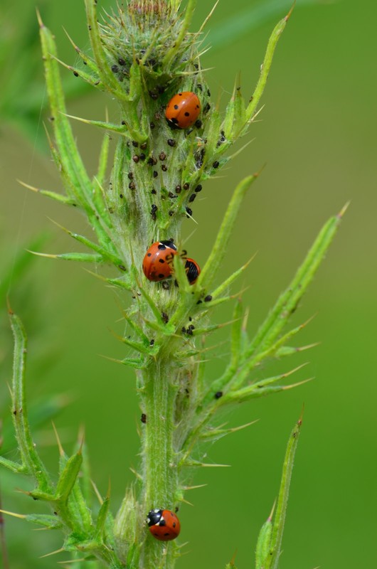 COCCINELLES