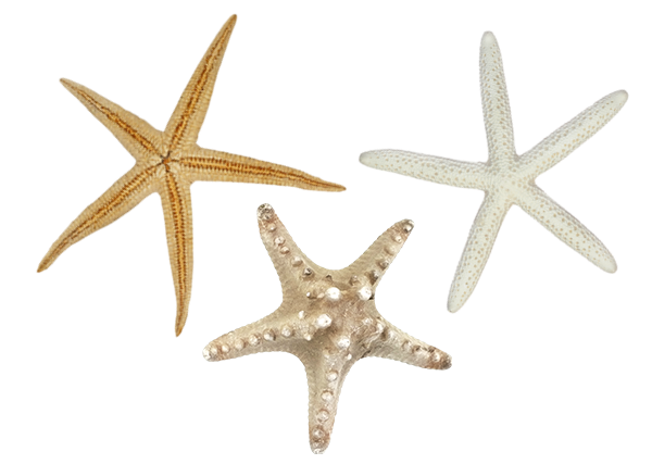 ETOILES DE MER