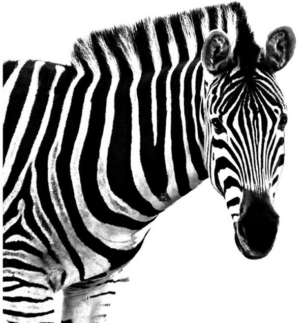 ZEBRE