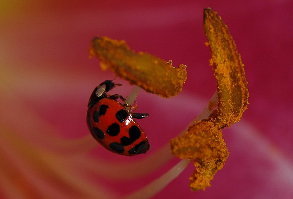 COCCINELLE