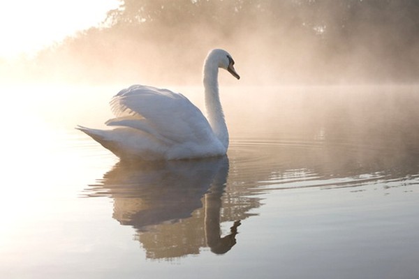 CYGNE