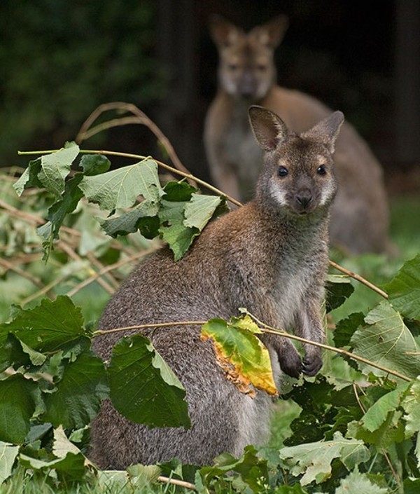 KANGOUROUS