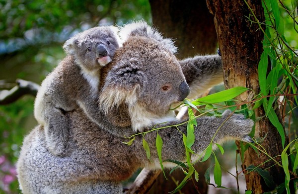 KOALAS