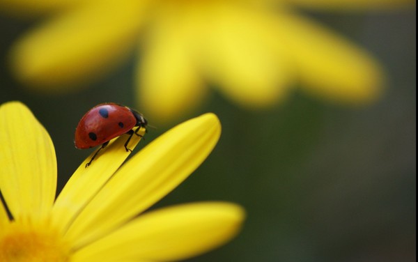 COCCINELLE