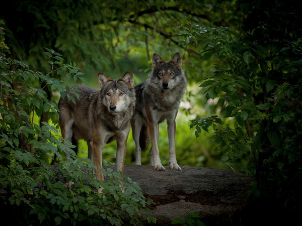 LOUPS