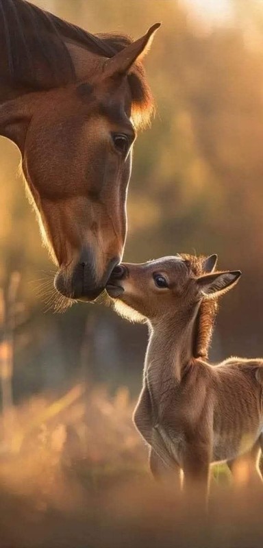 CHEVAL 2