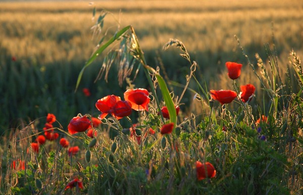 COQUELICOTS