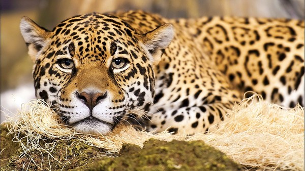 JAGUAR