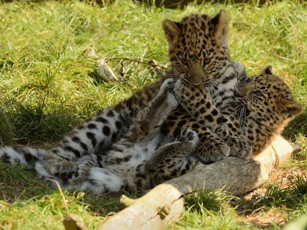 LEOPARDS