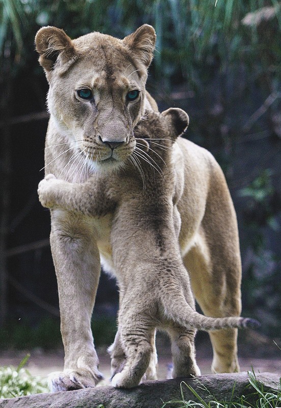 LIONNE ET LIONCEAU