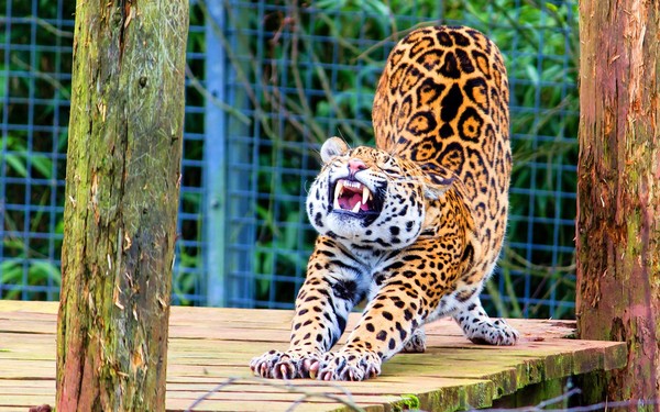 JAGUAR