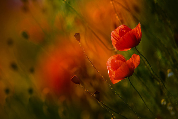 COQUELICOTS