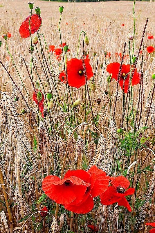 COQUELICOTS 2